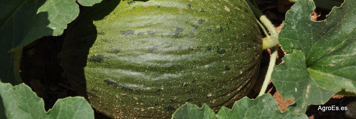 melones-009.jpg